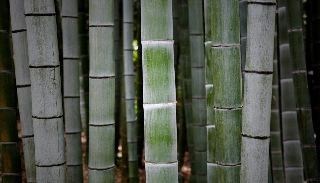 beautiful closeup shot of fresh tall bamboo branches growing
