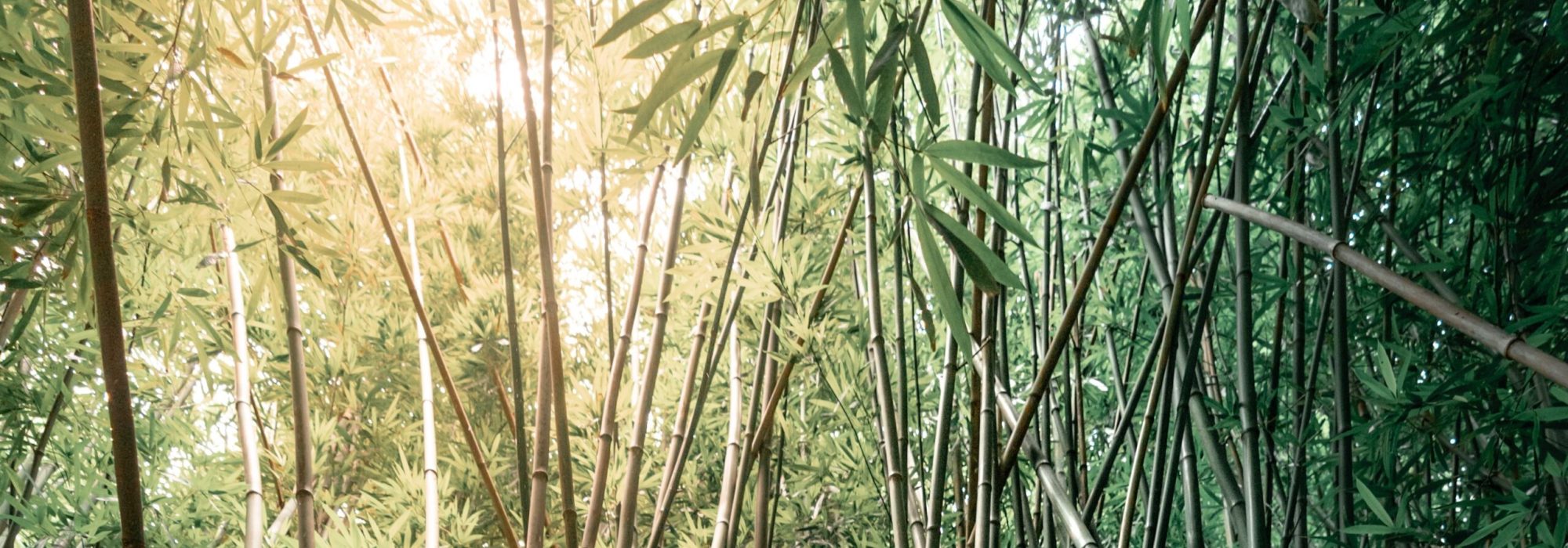 a fit male with his shirt off jumping on bamboo trees in hawaii